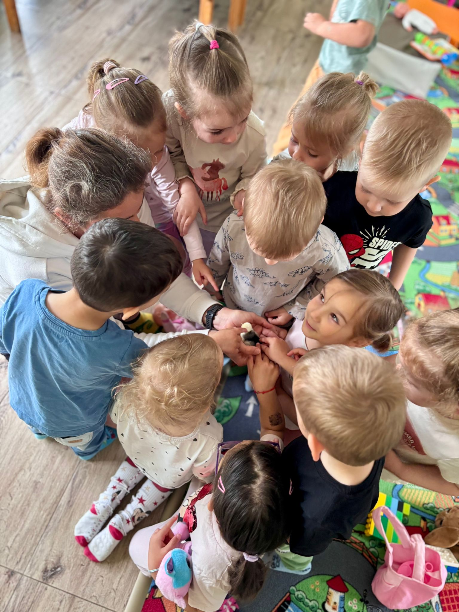Zoznamovanie sa s kuriatkom - Daisyland